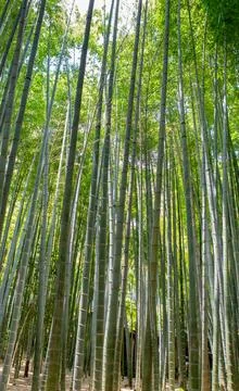 Bamboo trees in bamboo forest Stock Photos
