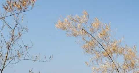Bamboo trees blowing in the wind.Arid bamboo tree blowing in wind. Stock Footage 270576372