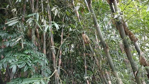 Bamboo trees blown by the breeze Stock Footage 195975405
