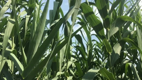 Bamboo Trees With Blue Sky Background  Video stock 171436053