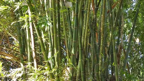Bamboo trees during the day during the dry season Stock Photos