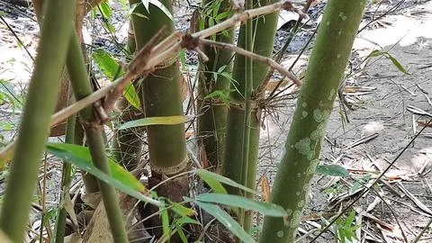 Bamboo trees during the day during the dry season Stock Photos