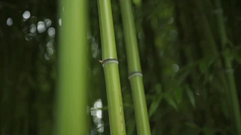 Bamboo trees Stock Footage 86009102