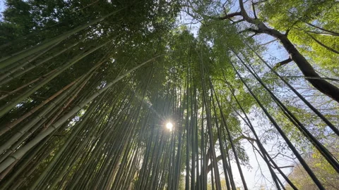 Bamboo Trees Stock Footage 273287653