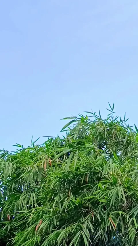 Bamboo Trees Stock Footage 327613640