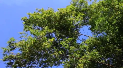 Bamboo Trees in the Forest Stock Footage 40030507