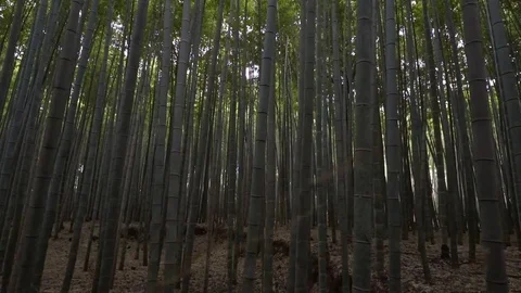 Bamboo trees in the forest Vidéo 79399604