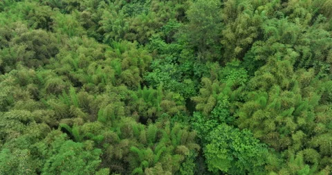 Bamboo trees in forest,Sichuan, China Stock Footage 275873448