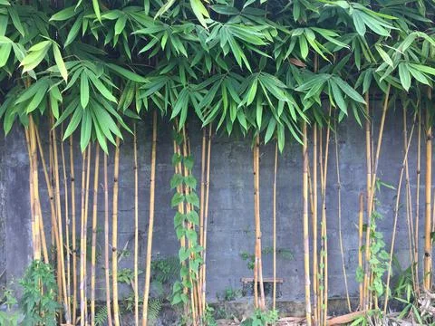 Bamboo trees in front of the wall Stockfoto's