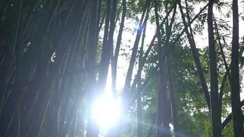 Bamboo trees inside tropical rainforest. Video stock 148654374