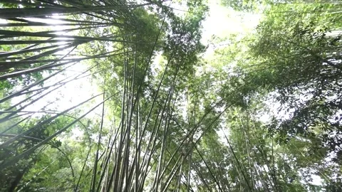 Bamboo trees inside tropical rainforest. Video stock 148654610