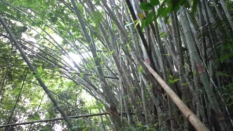 Bamboo trees inside tropical rainforest. Stock Footage 148654656