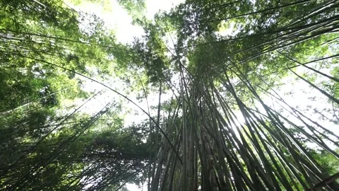 Bamboo trees inside tropical rainforest. Video stock 148654677