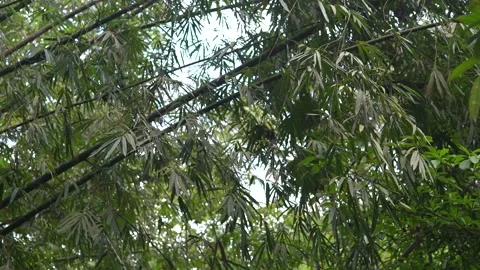 Bamboo trees inside tropical rainforest. Video stock 148654971