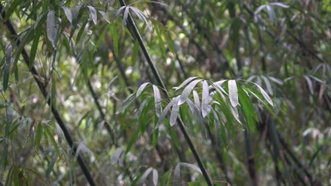 Bamboo trees inside tropical rainforest. Video stock 148655043