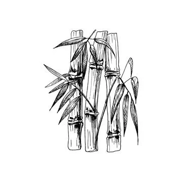 Bamboo trees with leaf. Vector vintage hatching. Isolated on white Stock Illustration