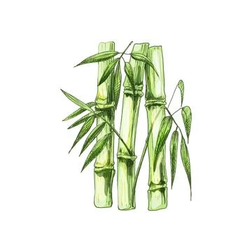 Bamboo trees with leaf. Vector vintage hatching. Isolated on white Stock Illustration