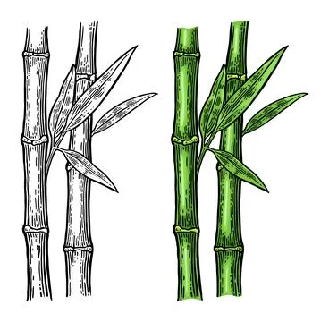 Bamboo trees with leaf. Vintage vector engraving Illustrazione stock