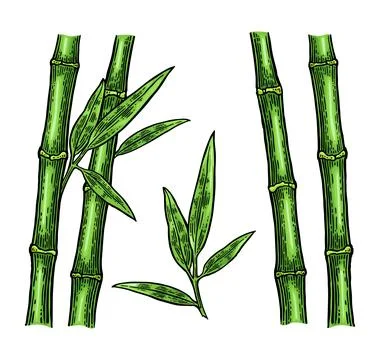 Bamboo trees with leaf. Vintage vector engraving Stock Illustration