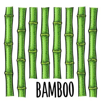 Bamboo trees with leaf. Vintage vector engraving Stock Illustration