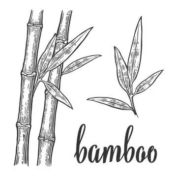 Bamboo trees with leaf white silhouettes and black outline on red circle. Han Illustrazione stock