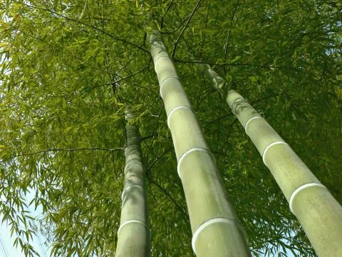 Bamboo trees look up Stock Photos