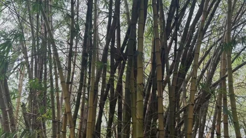 Bamboo trees in the middle of the forest Stock Footage 294062118