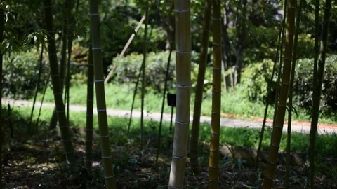 Bamboo trees in Osaka Stock-Footage 79273511