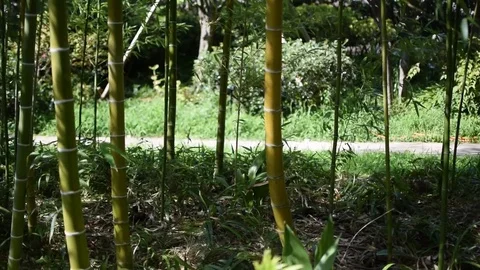 Bamboo trees in Osaka Stock-Footage 79273664