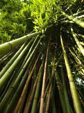 Bamboo trees Foto stock