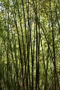 Bamboo trees Stock Photos