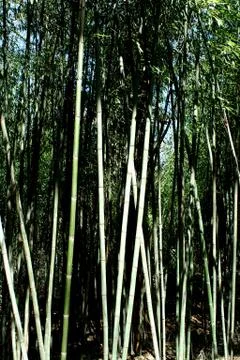 Bamboo trees Stock Photos