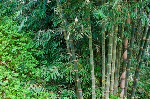 Bamboo trees Stock Photos