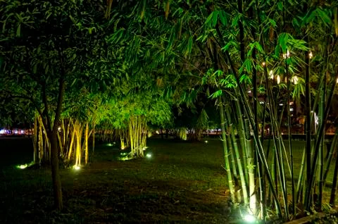 Bamboo trees Stock-Fotos