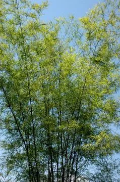 Bamboo trees 库存照片