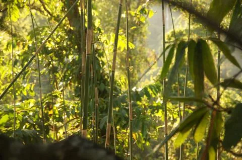 Bamboo trees 库存照片