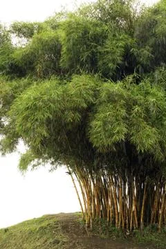 Bamboo trees Stock Photos