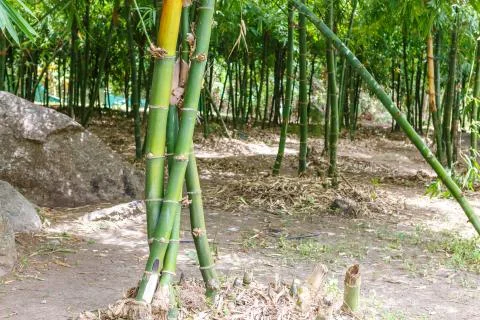 Bamboo trees Stock Photos