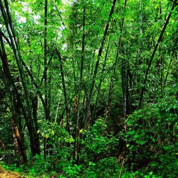Bamboo trees Foto stock