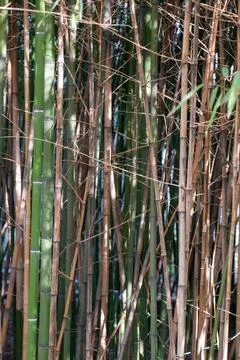 Bamboo trees Stock Photos
