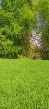 Bamboo trees Stock Photos