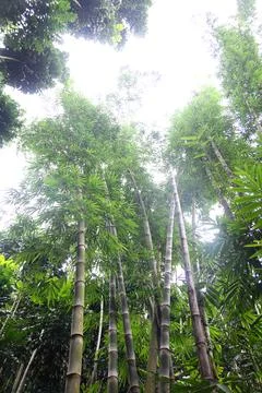 Bamboo trees Stock Photos