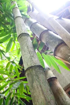 Bamboo trees Stock Photos
