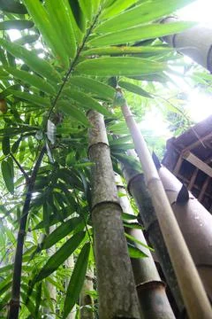 Bamboo trees Stock Photos