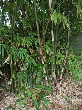Bamboo trees Stock Photos