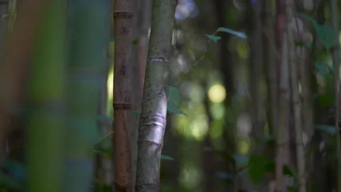 Bamboo Trees In Rainforest Stock Footage 137787065