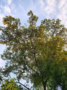 Bamboo trees reaching skyward under a bright sky in nature. Stock Photos