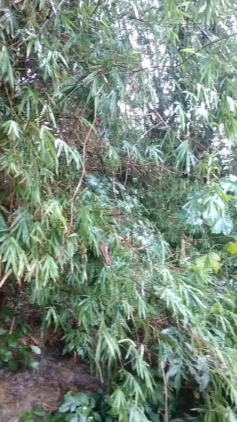 Bamboo trees on the river bank Stock Footage 325569679