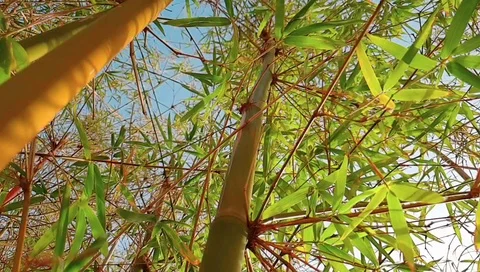 Bamboo trees in slow motion. Natural wild plants in nature Video stock 103538475