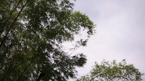 Bamboo trees swaying in breeze Stock Footage